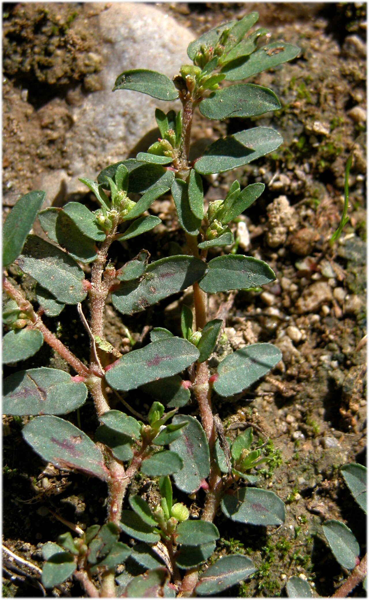 Spotted spurge