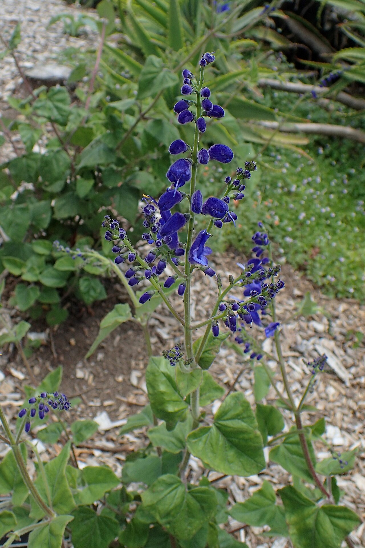 Salvia cacaliifolia