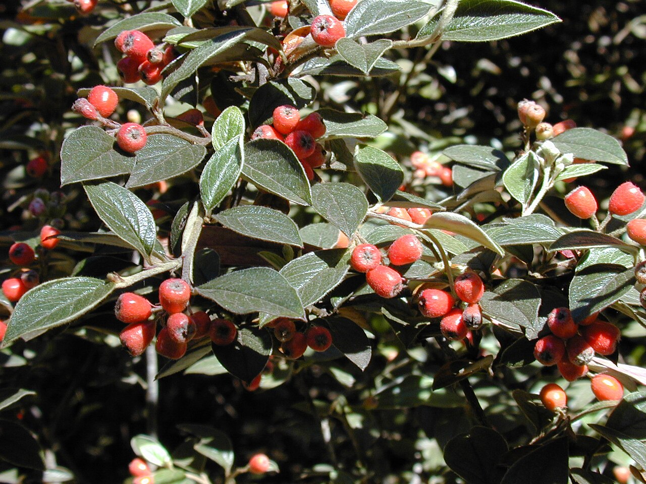 Cotoneaster pannosus