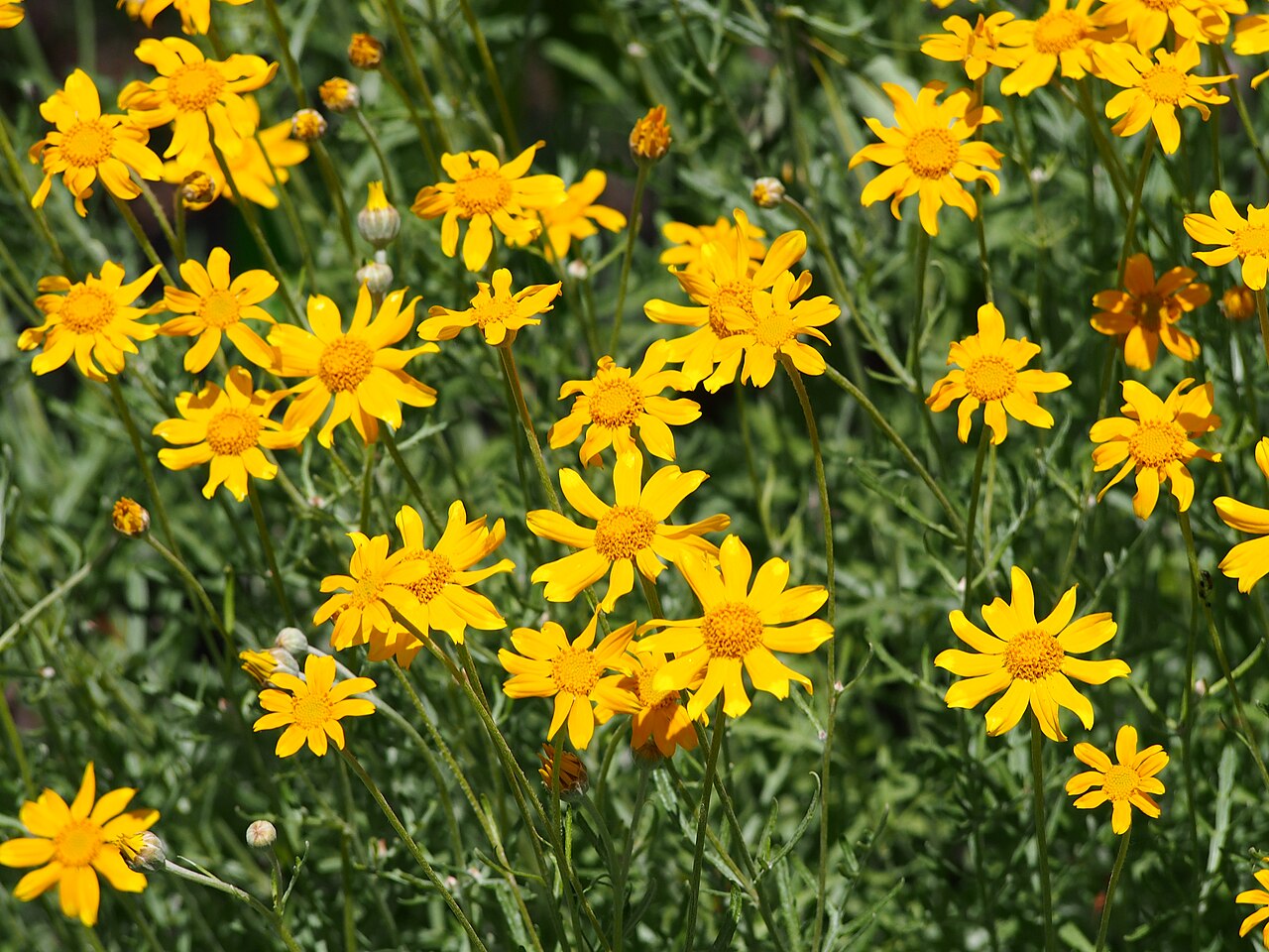 Eriophyllum lanatum