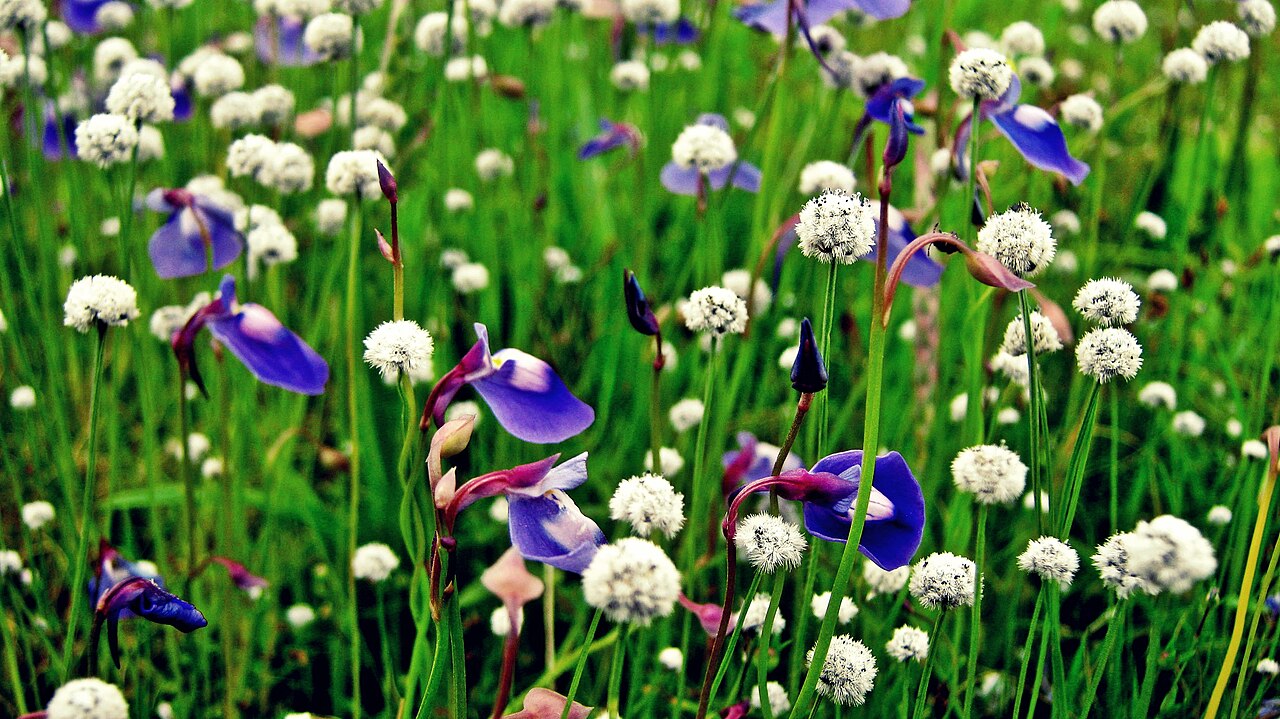 Utricularia arcuata