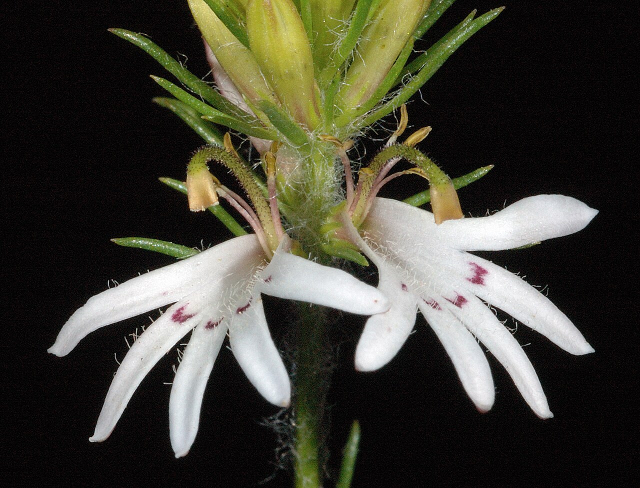 Goodenia fasciculata