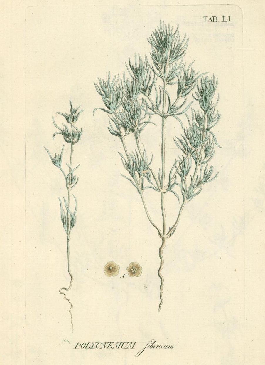 Petrosimonia sibirica