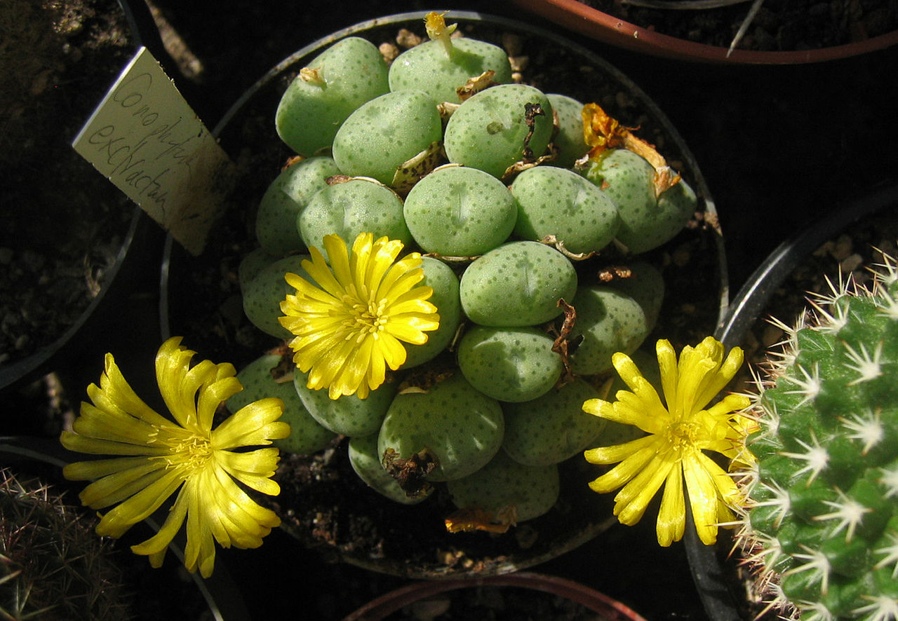 Conophytum meyeri