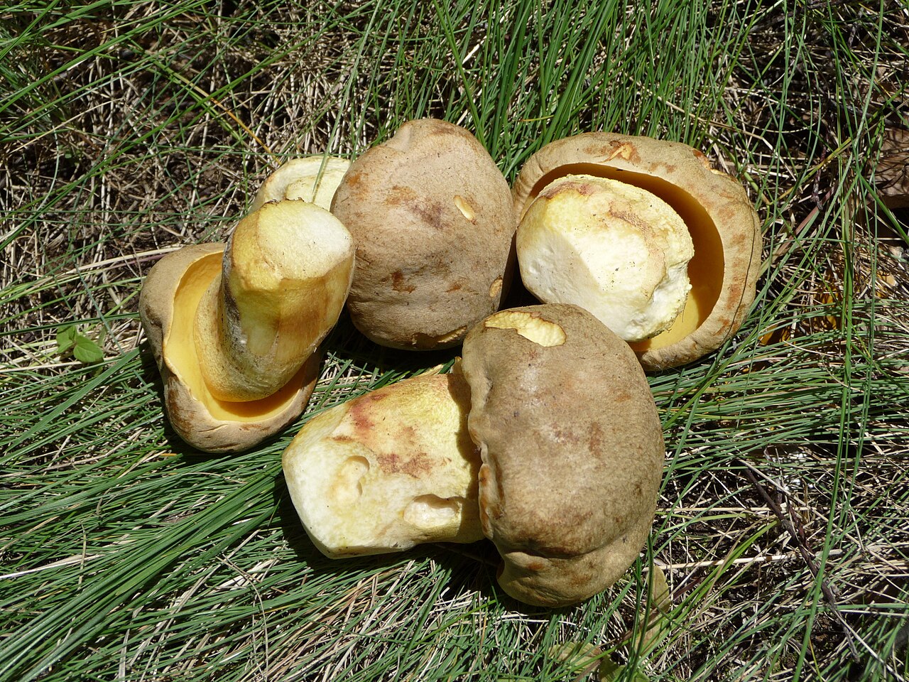Hemileccinum impolitum