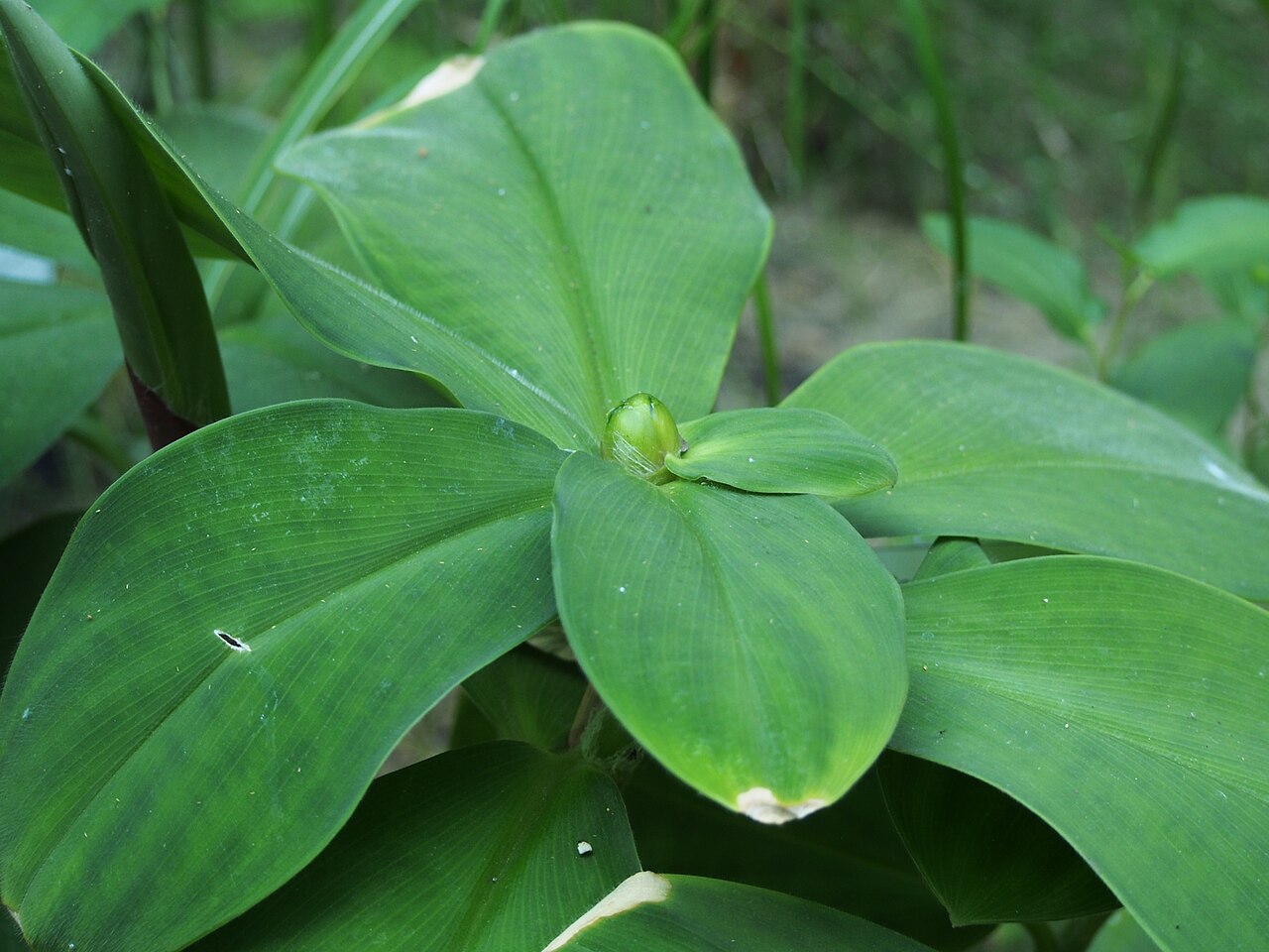 Costus malortieanus