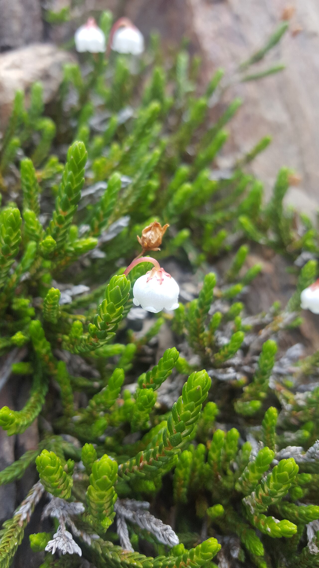 Cassiope mertensiana