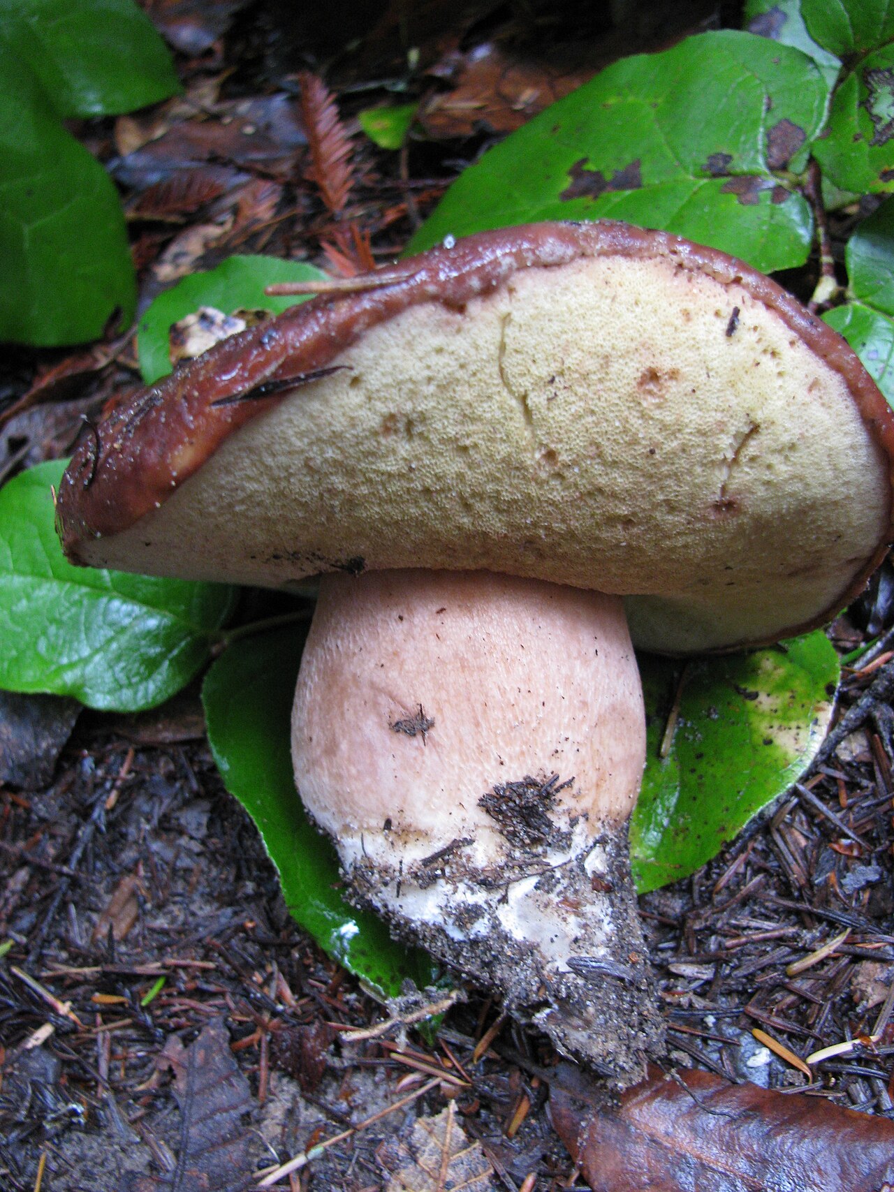 Queen bolete