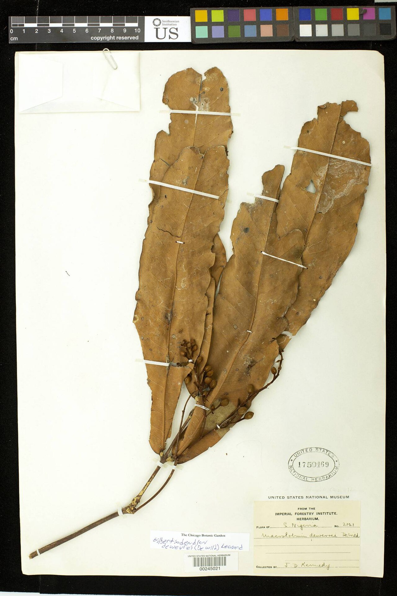 Gilbertiodendron dewevrei