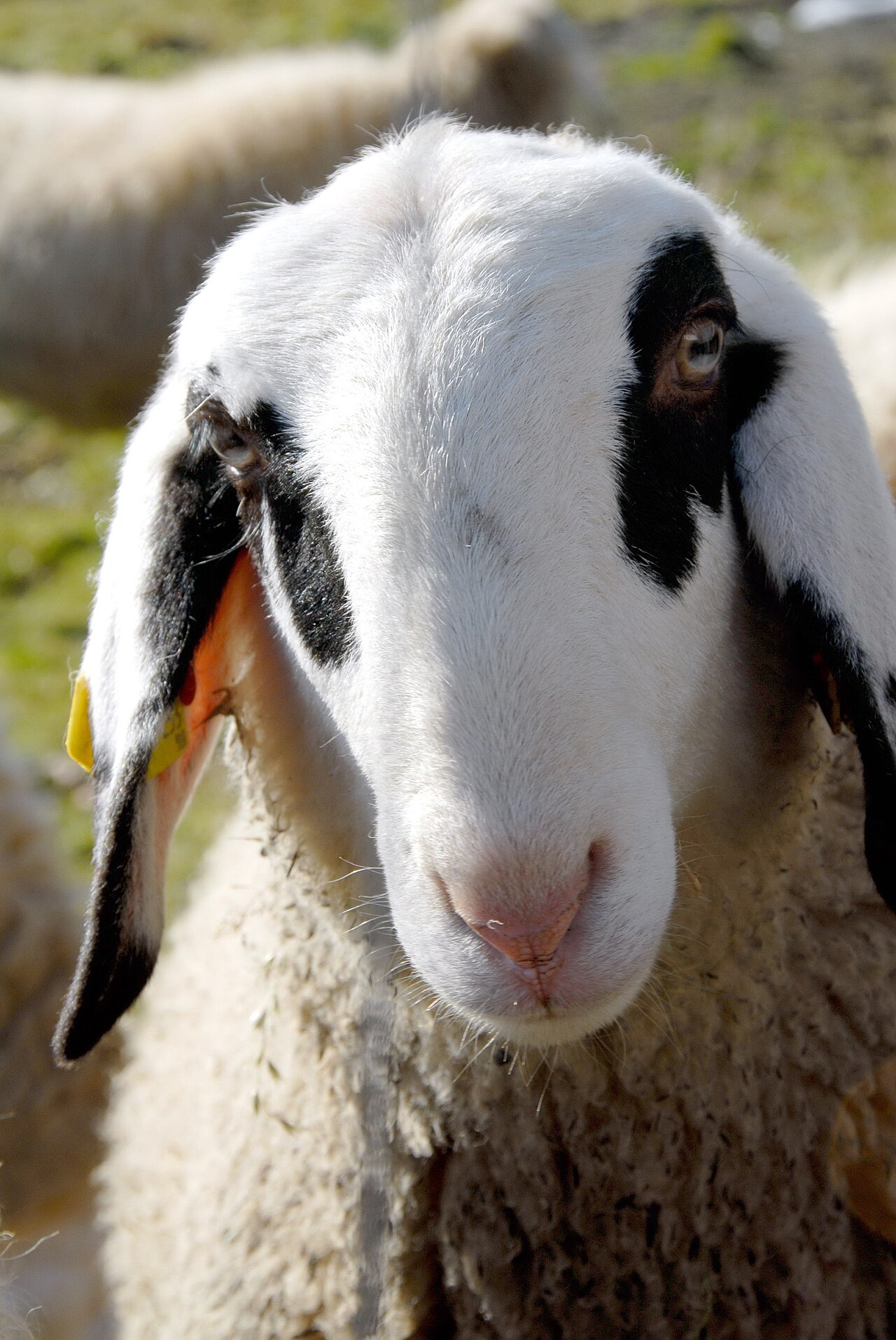 Jezersko–Solčava sheep