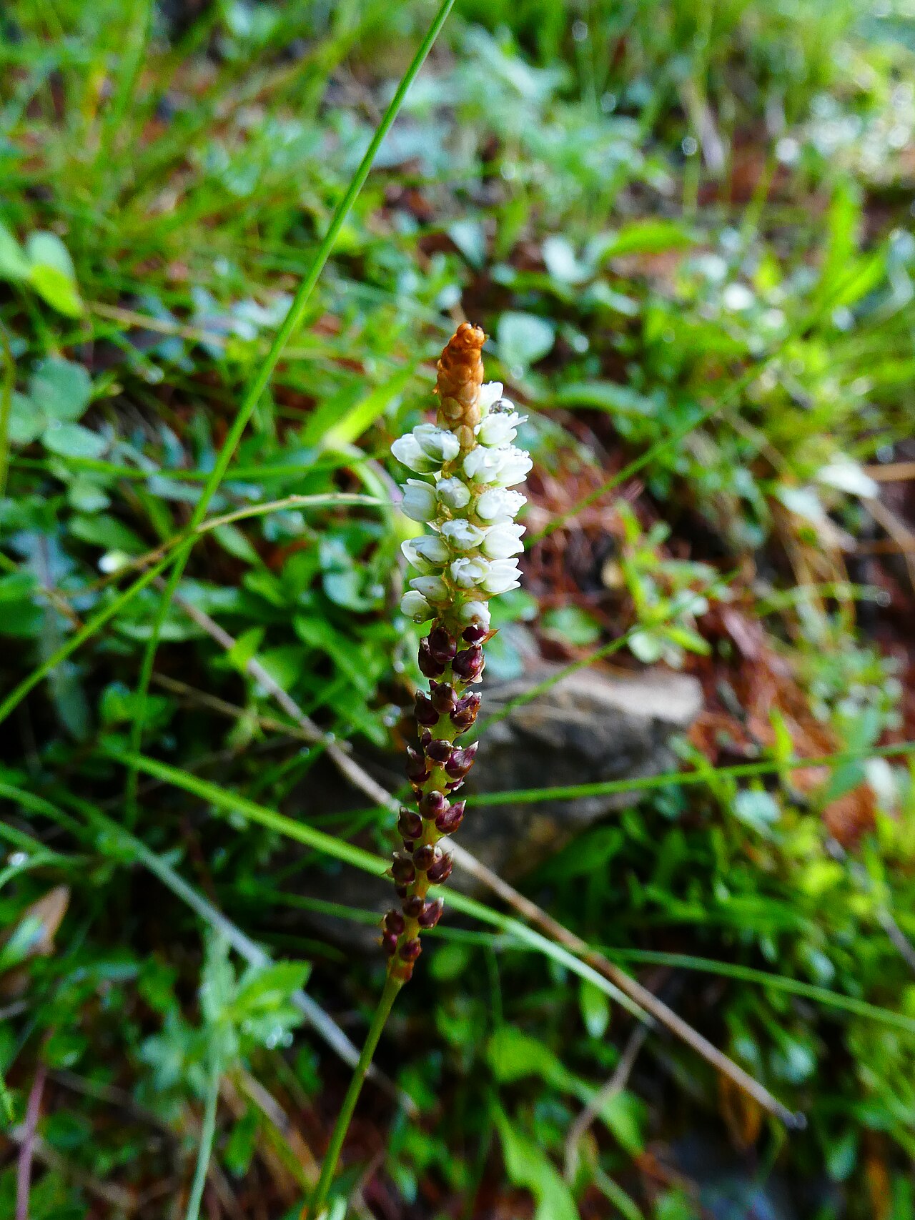 Bistorta vivipara