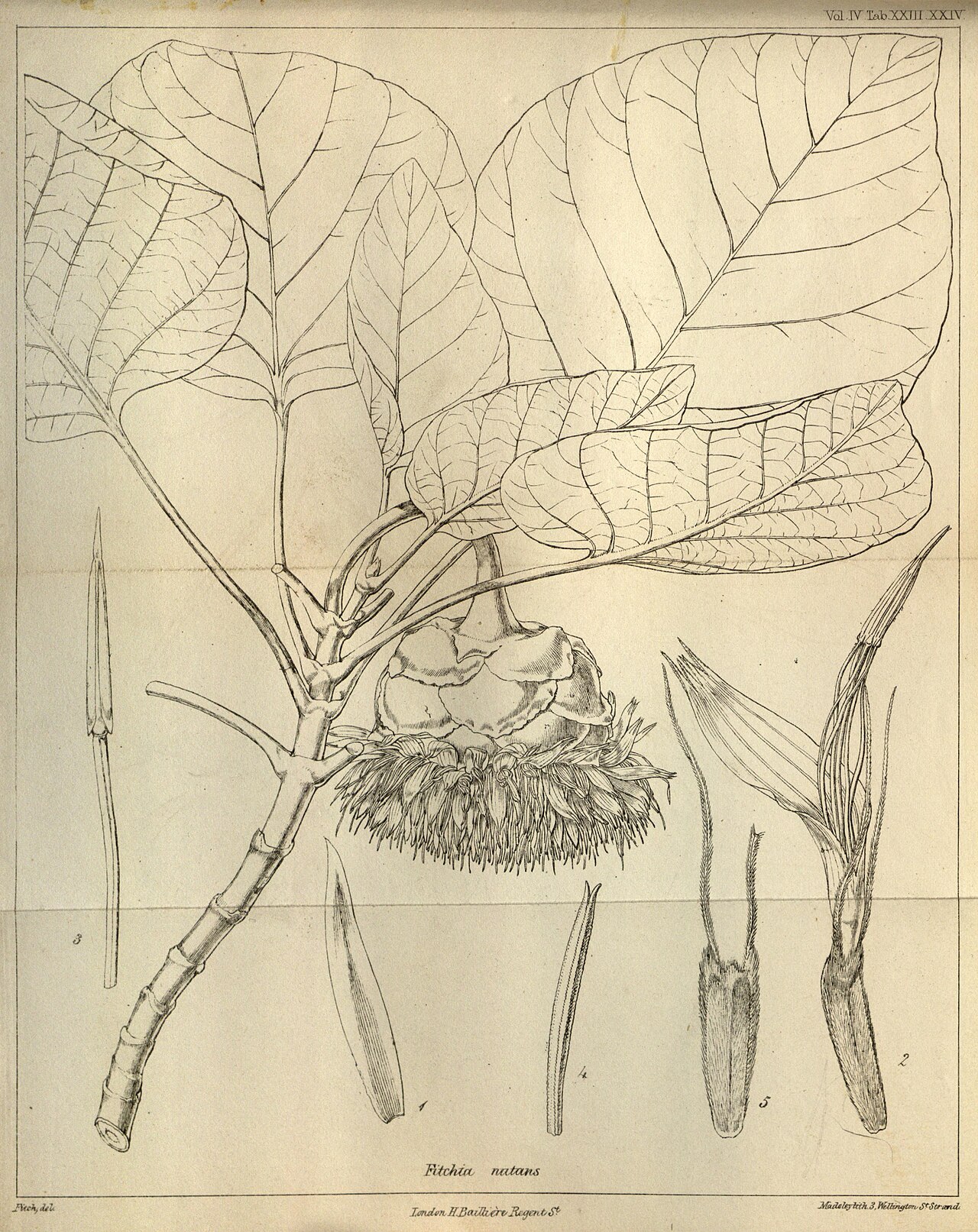 Fitchia nutans