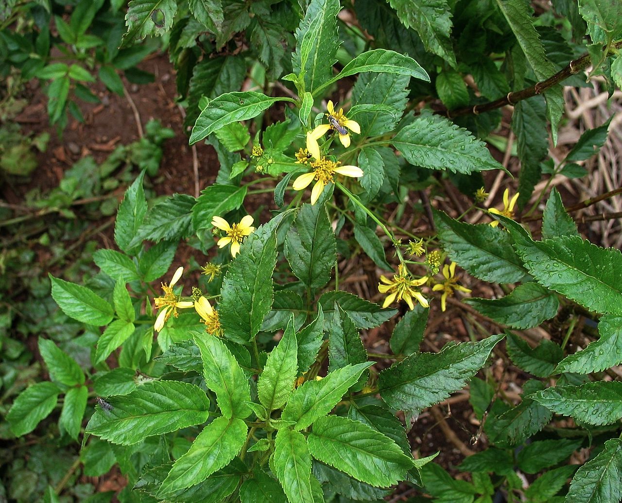 Bidens torta