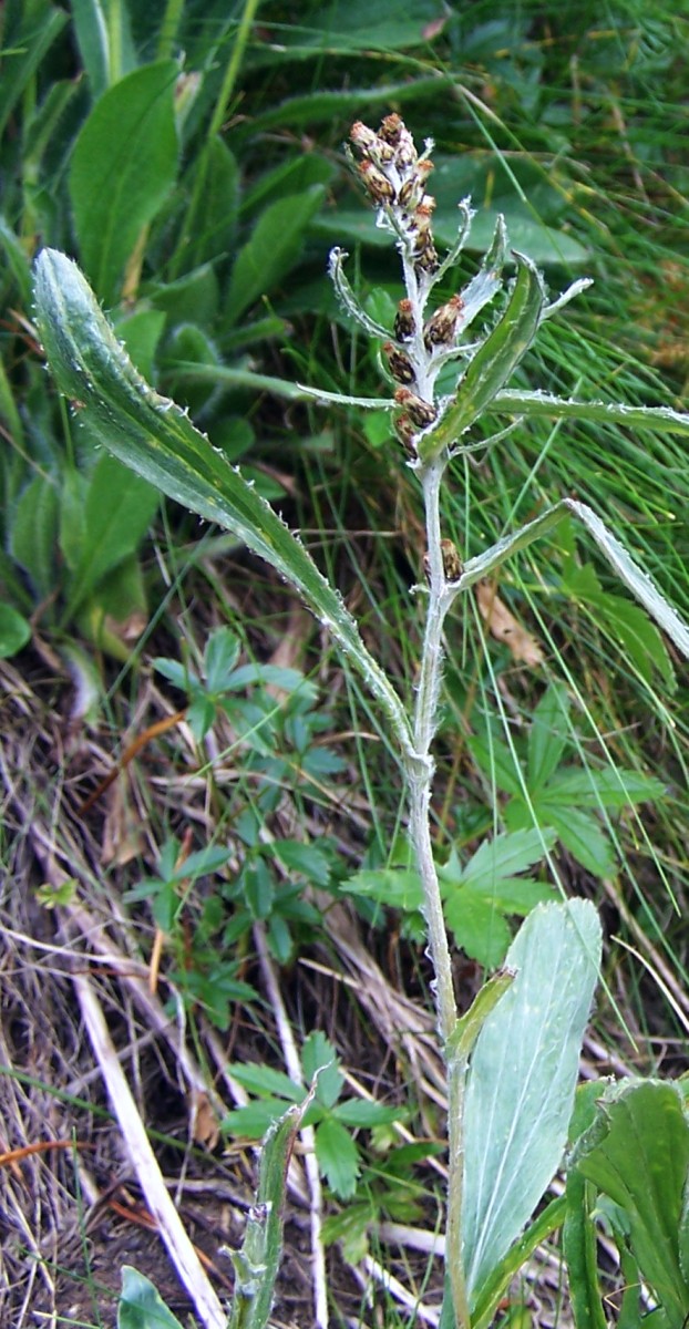 Gnaphalium norvegicum