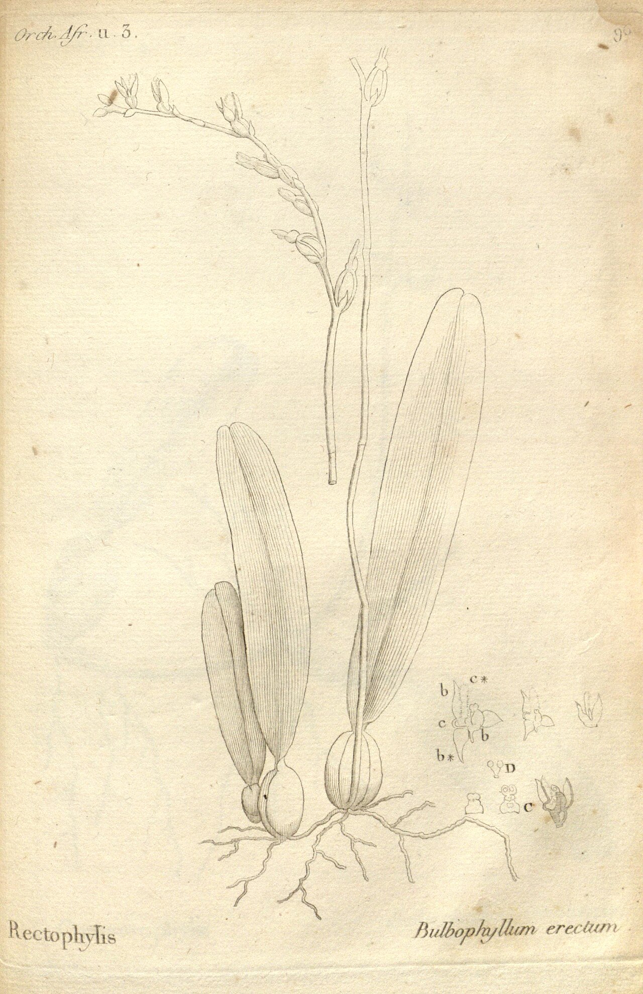 Bulbophyllum erectum