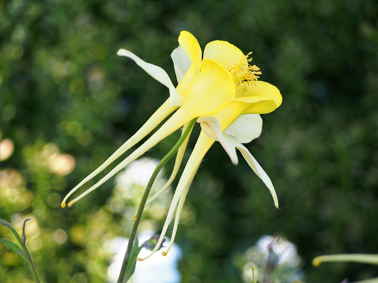 Aquilegia chrysantha