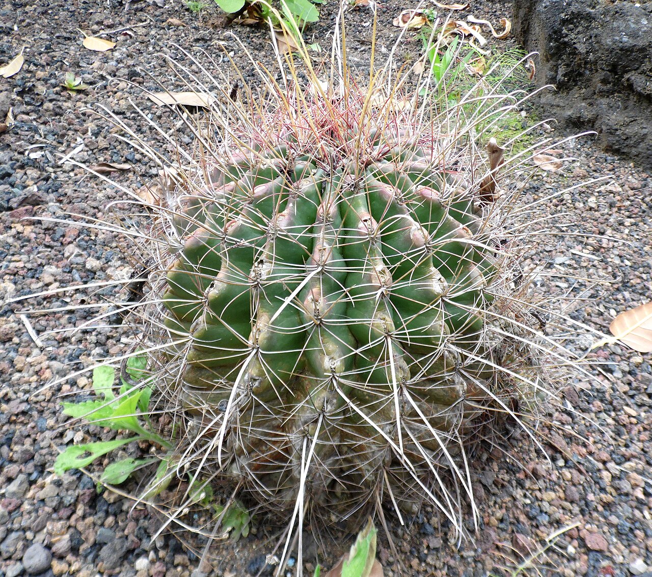 Ferocactus hamatacanthus