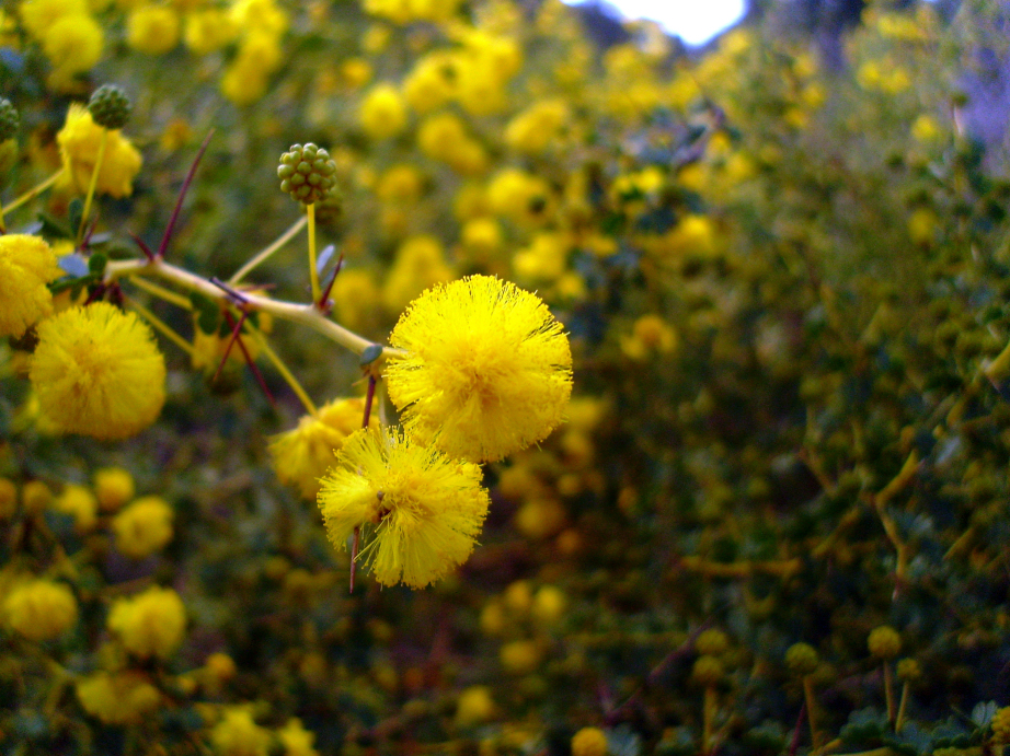 Prickly moses or western prickly moses