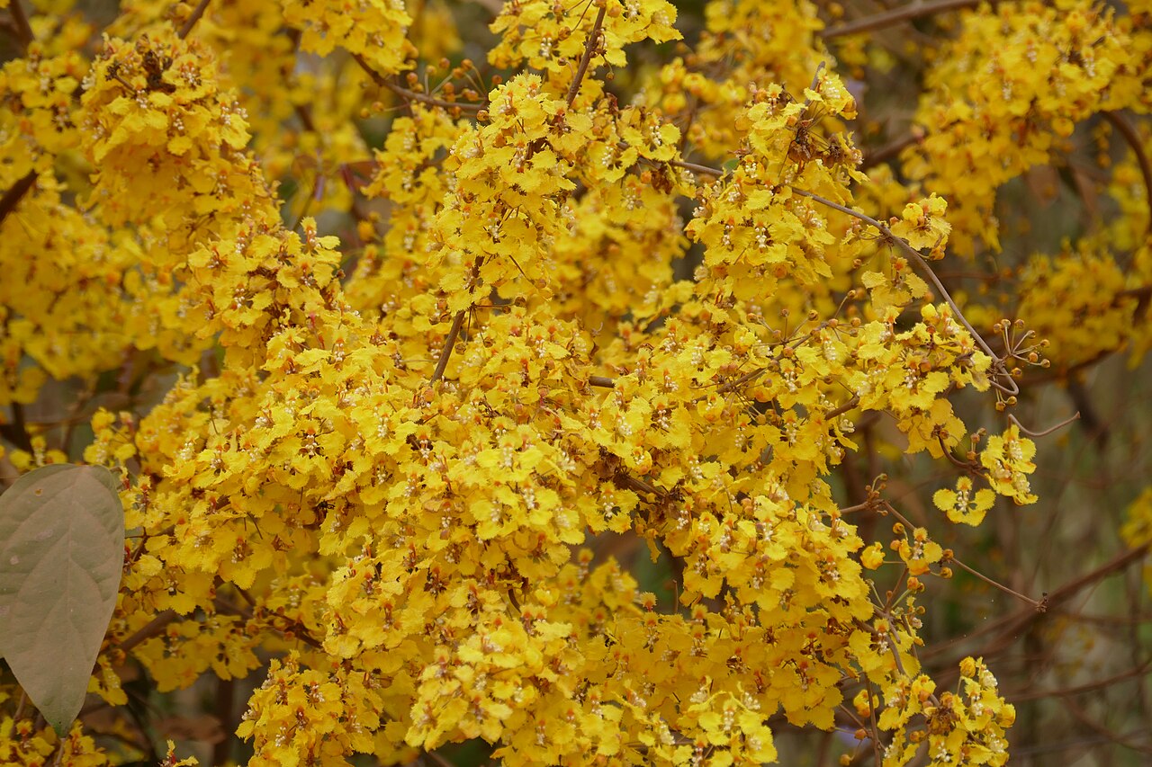 Stigmaphyllon calcaratum