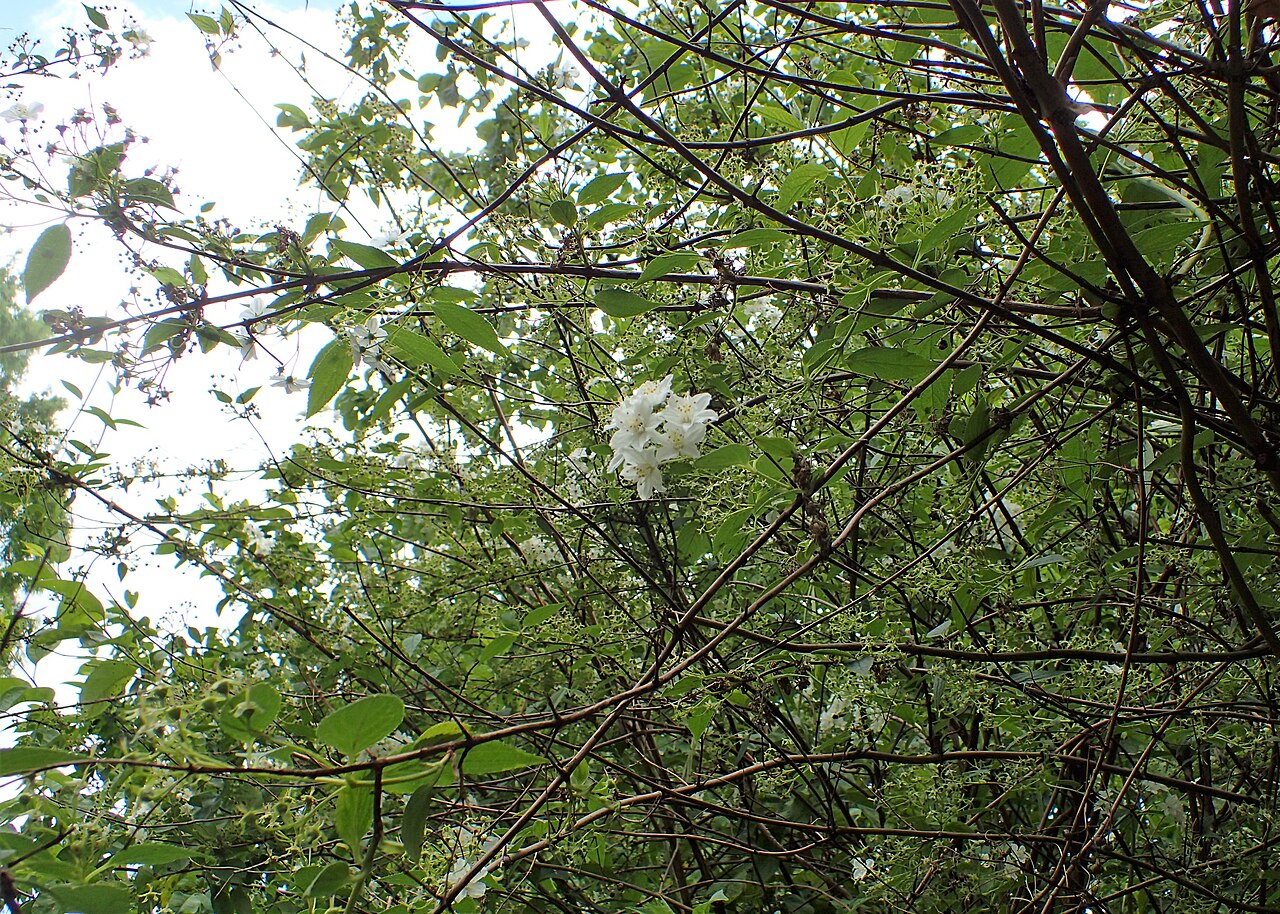 Deutzia discolor