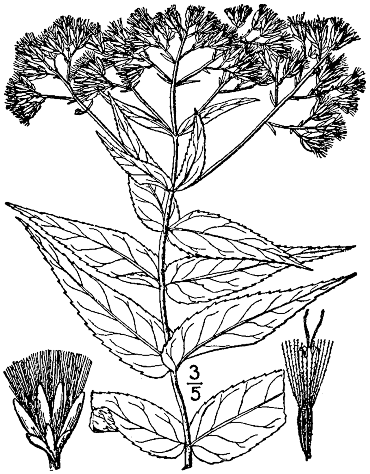 Eupatorium sessilifolium