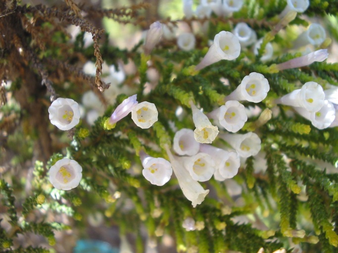 Fabiana imbricata