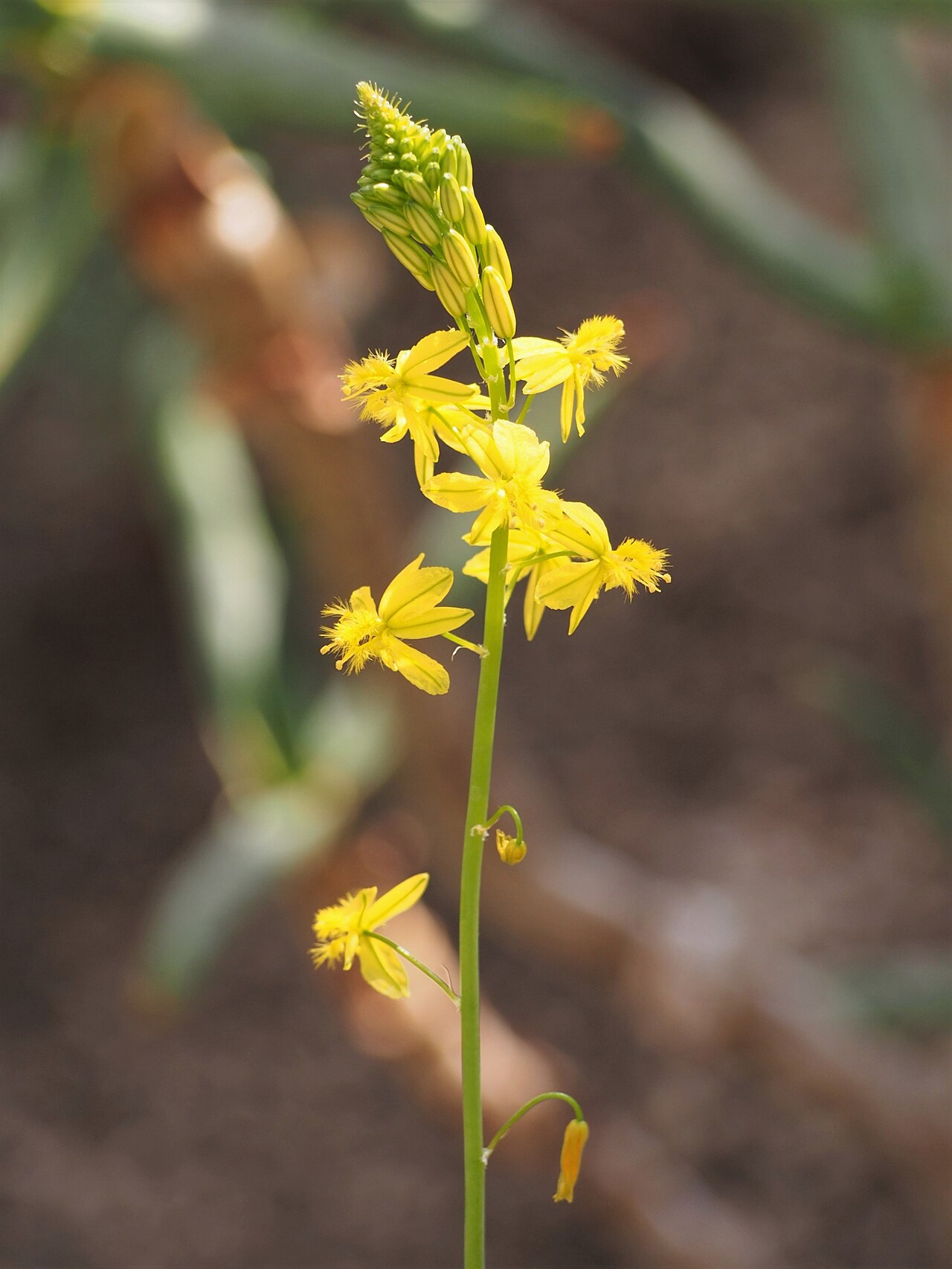Bulbine frutescens