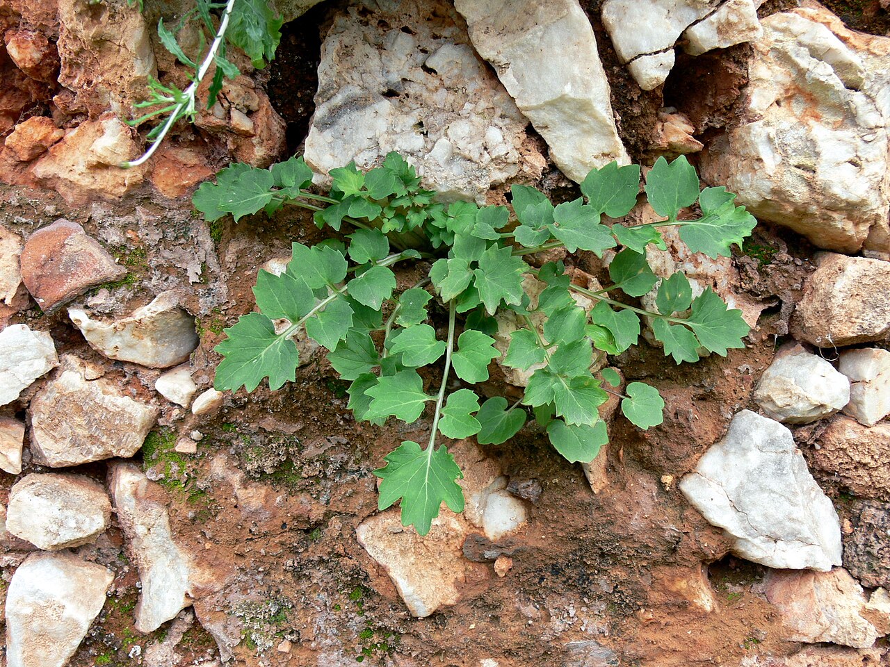 Petromarula pinnata