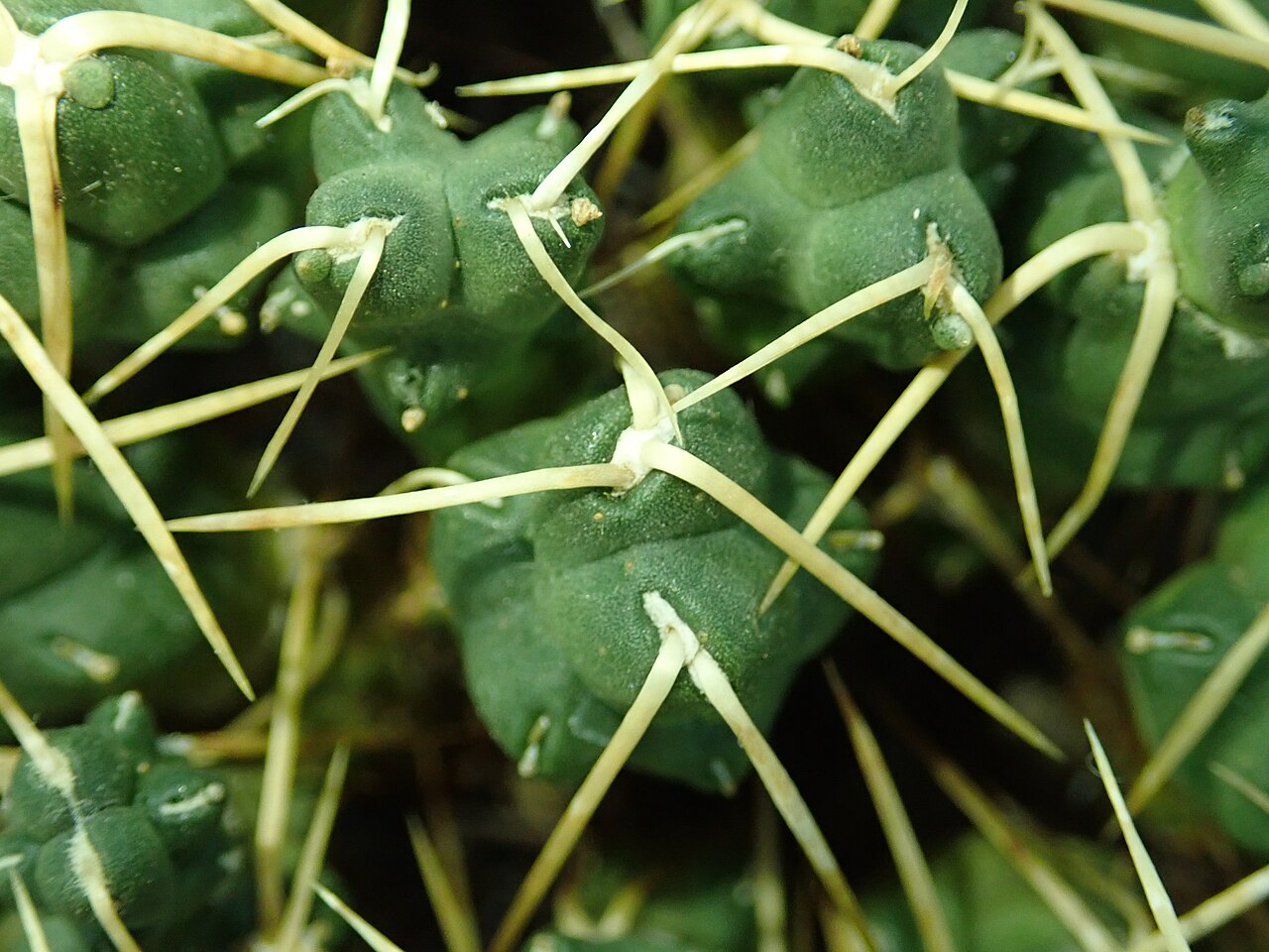 Cumulopuntia rossiana