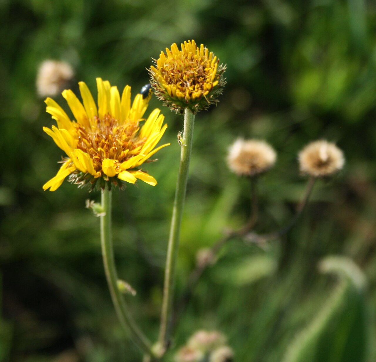 Berkheya setifera