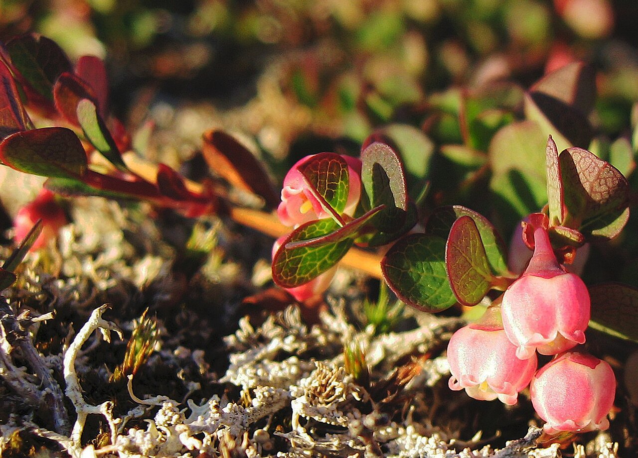 Vaccinium uliginosum
