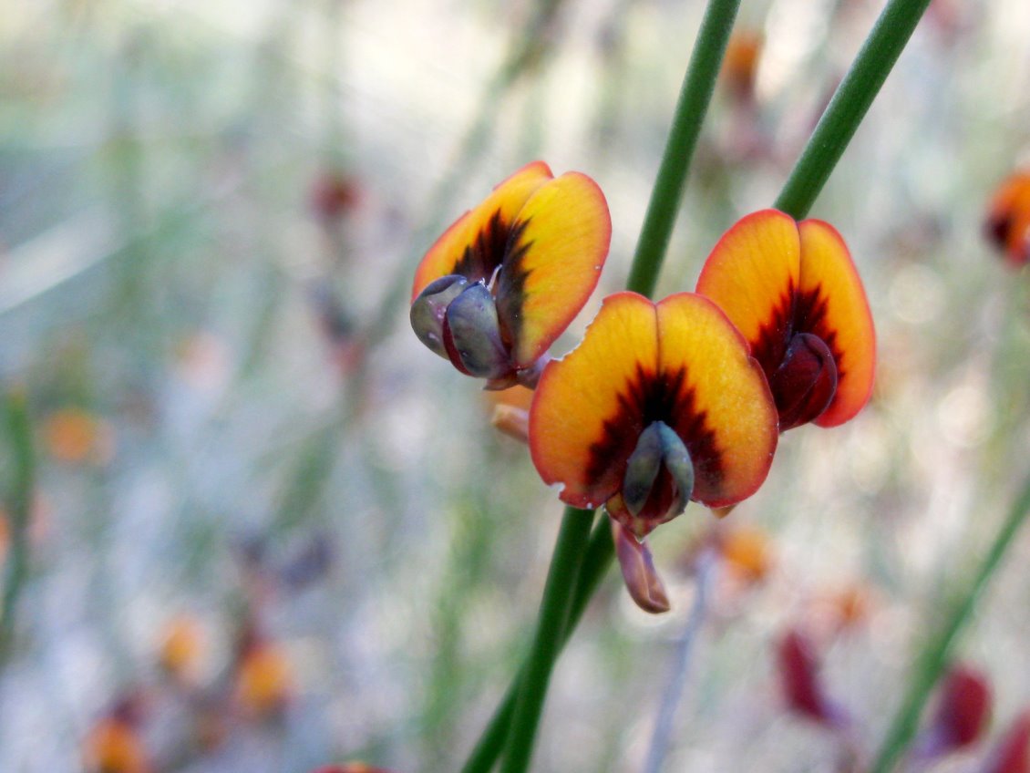 Daviesia triflora