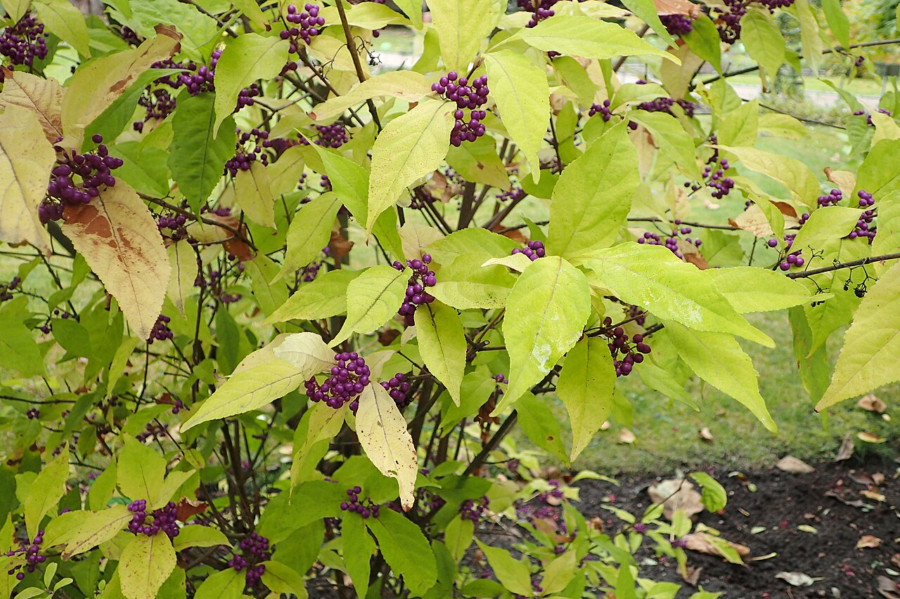 Callicarpa dichotoma