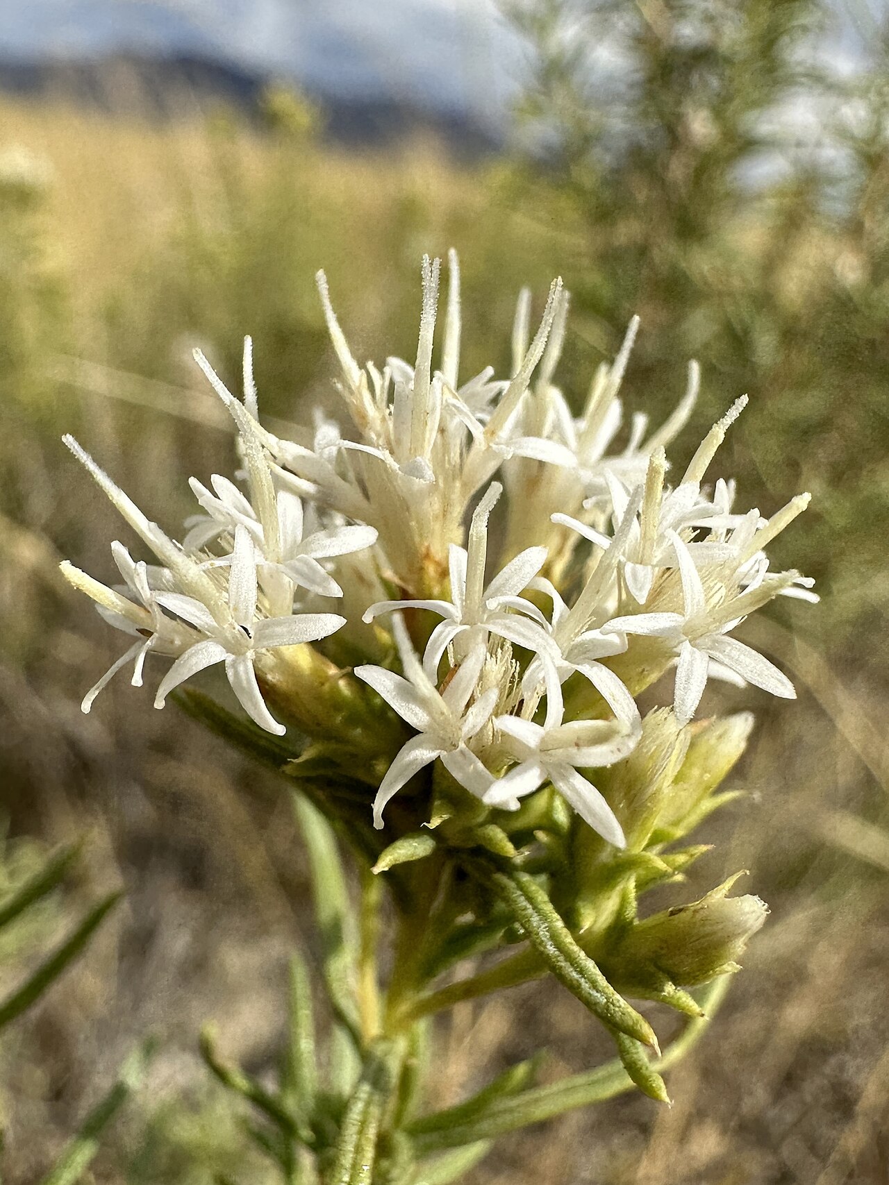 Ericameria albida