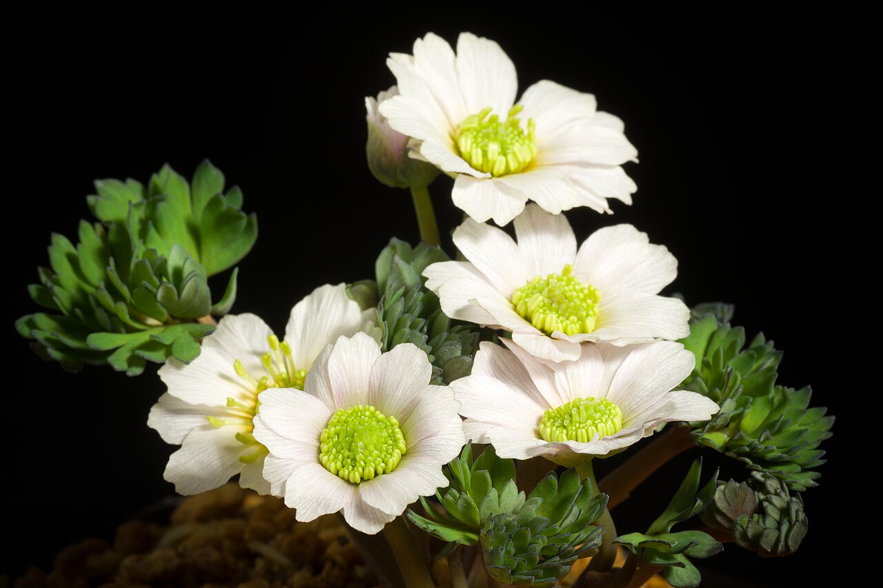 Callianthemum miyabeanum