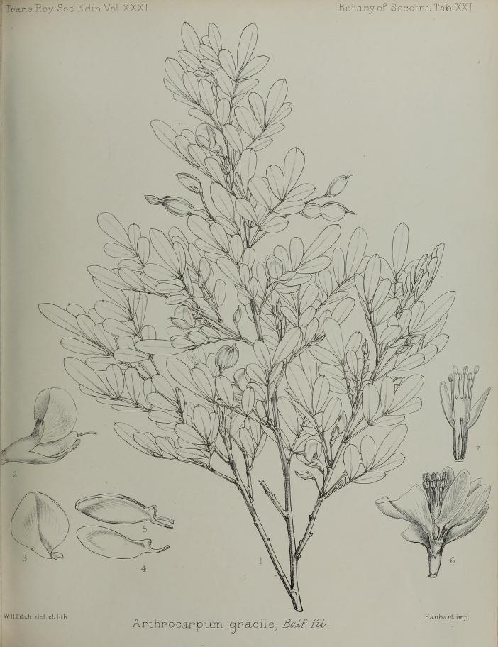 Chapmannia gracilis