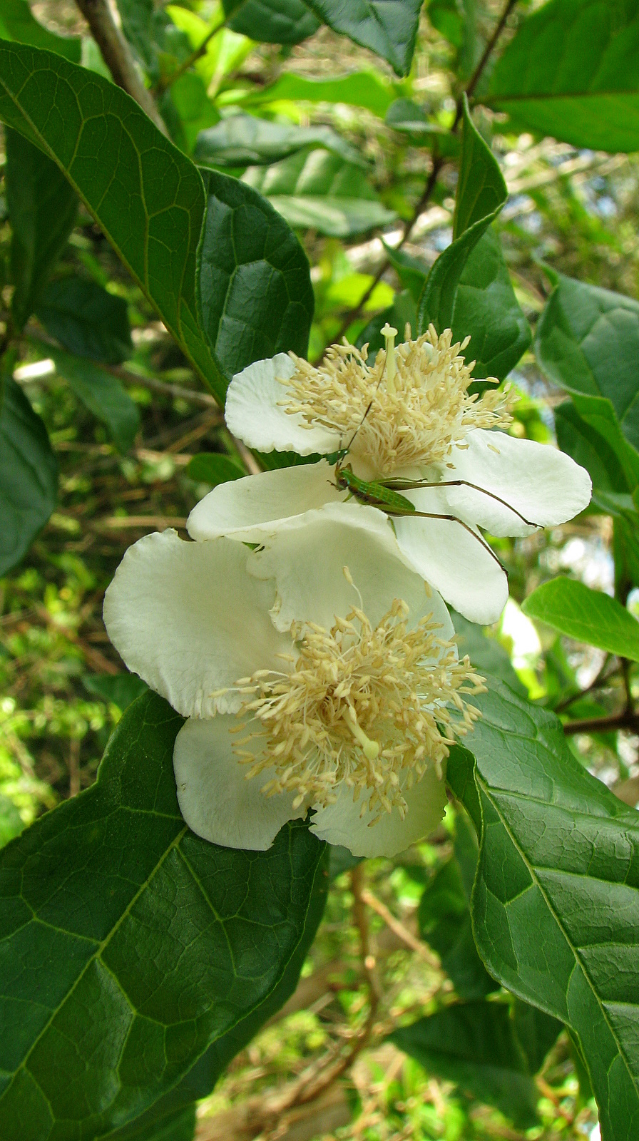 Campomanesia viatoris