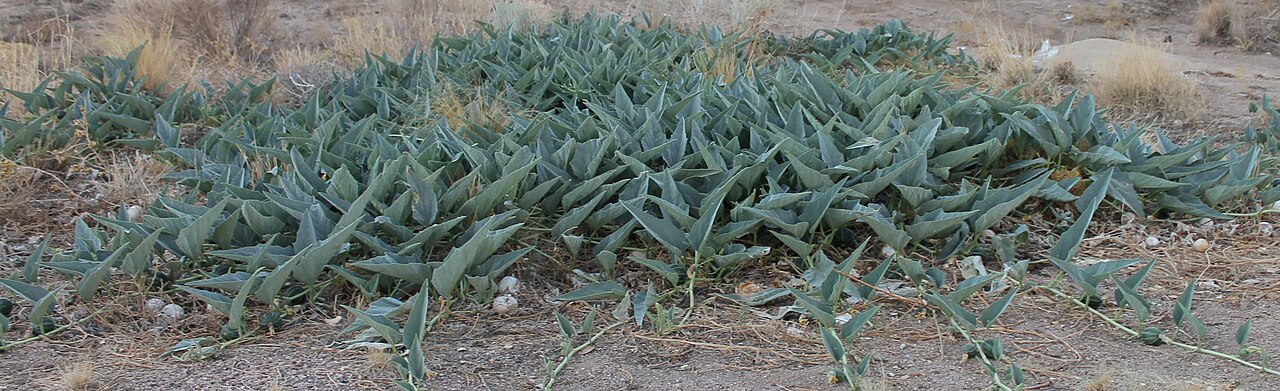 Cucurbita foetidissima