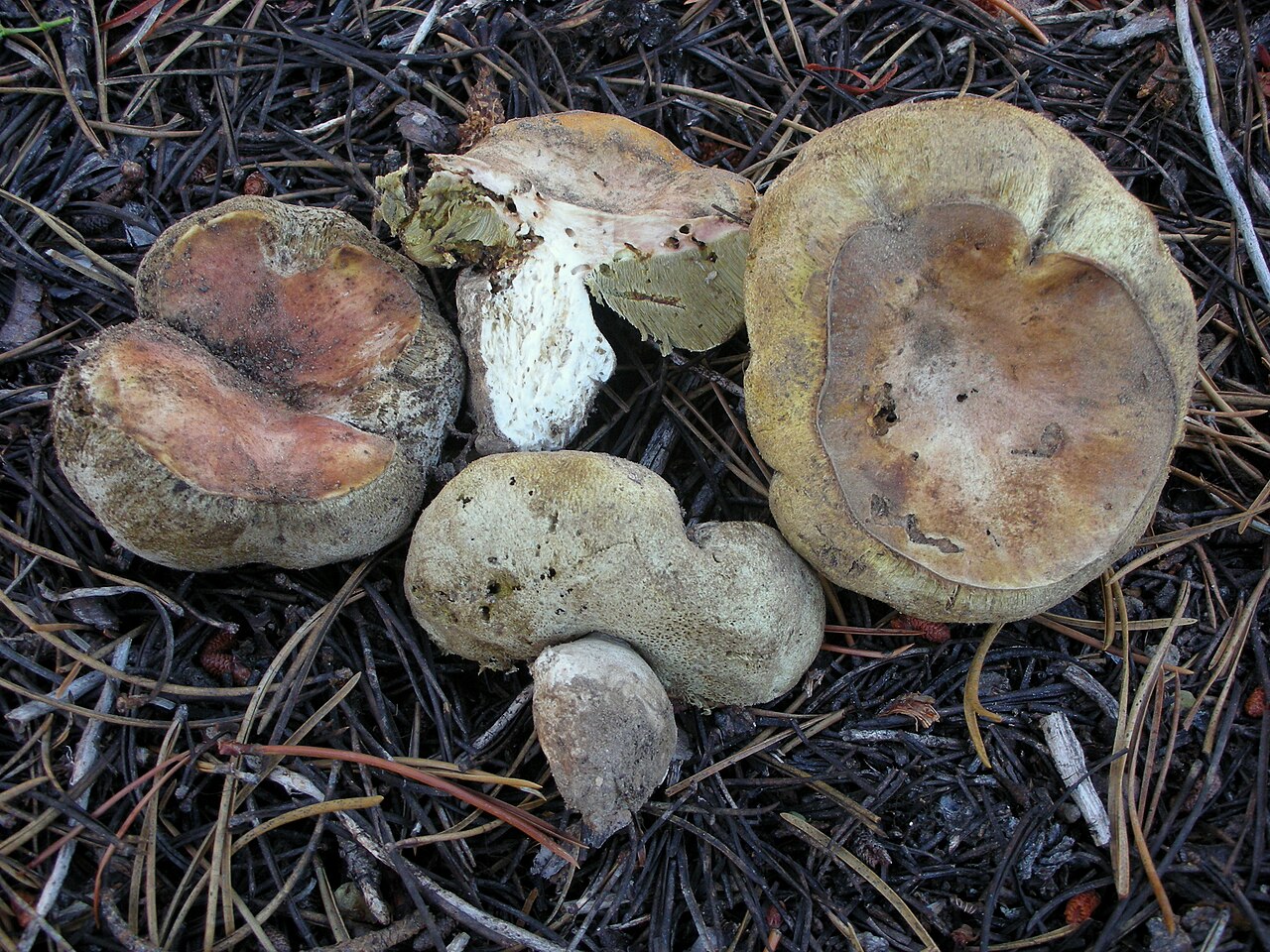 Gastroboletus subalpinus