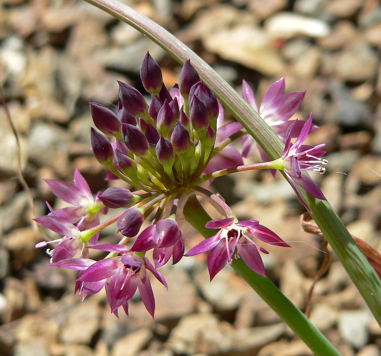 Allium tuolumnense