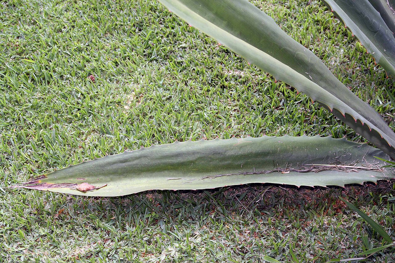 Furcraea tuberosa