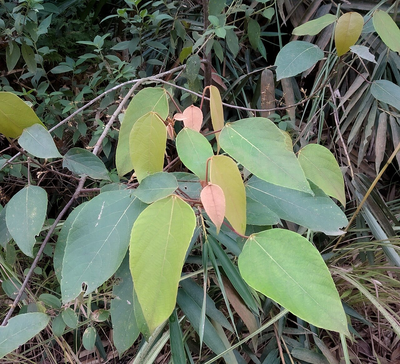 Macaranga heynei
