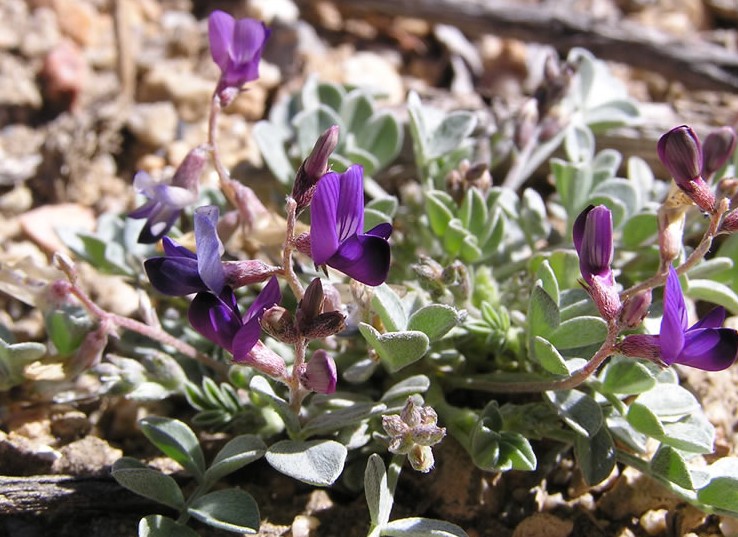 Astragalus albens