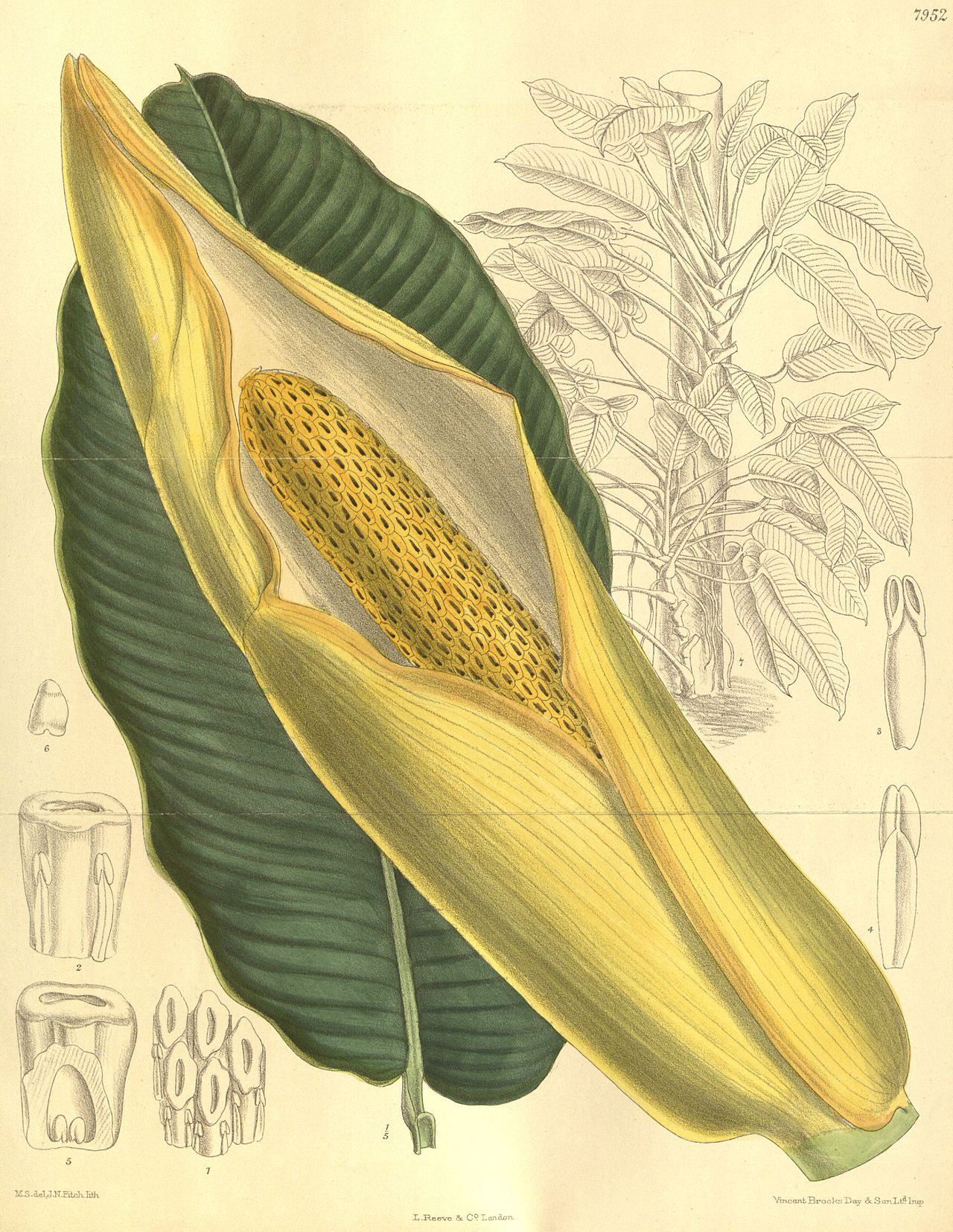 Epipremnum giganteum