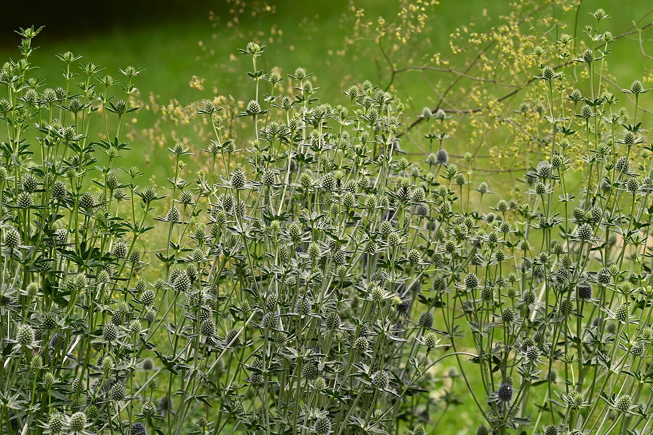 Eryngium planum