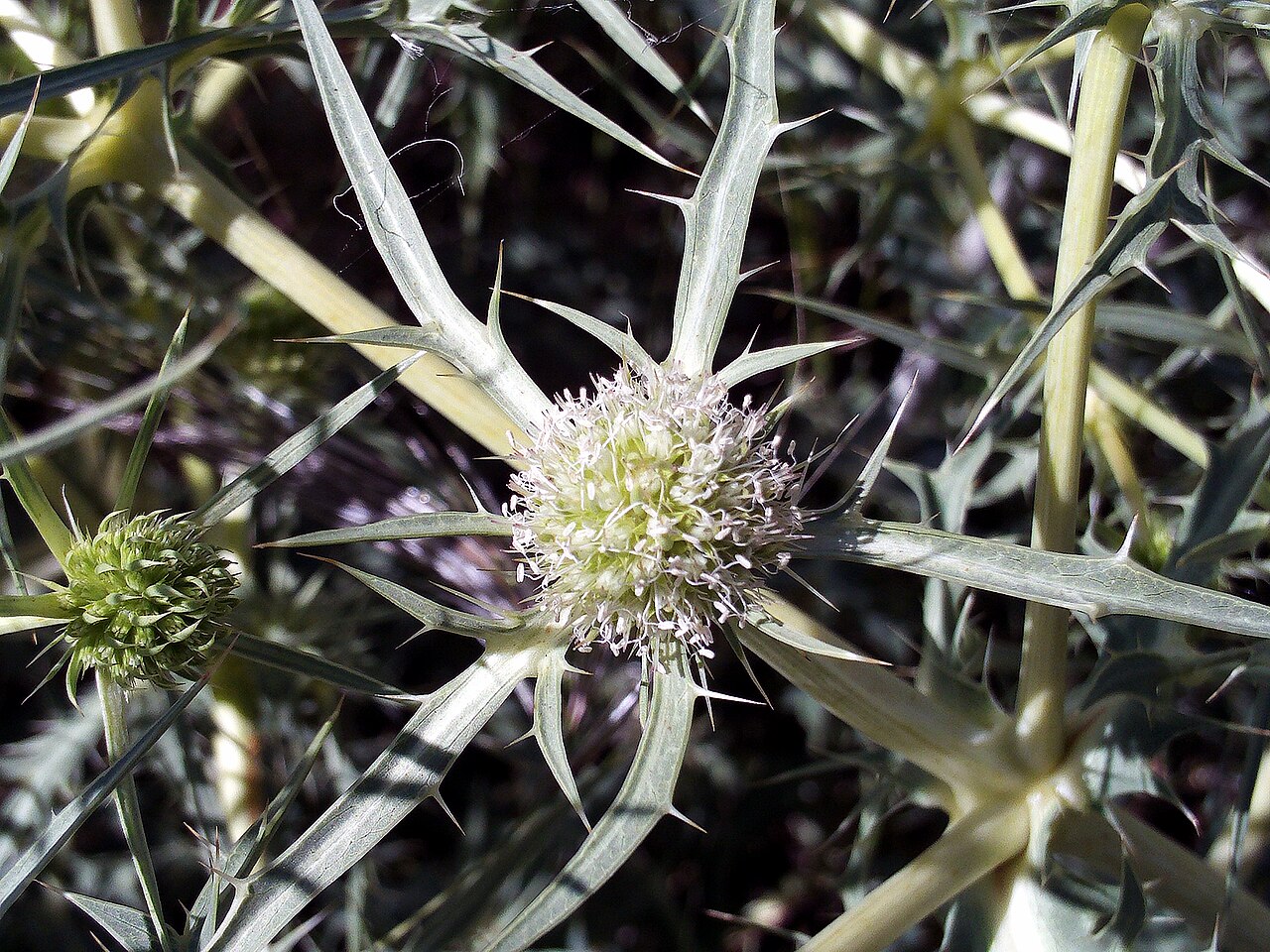 Eryngium ilicifolium