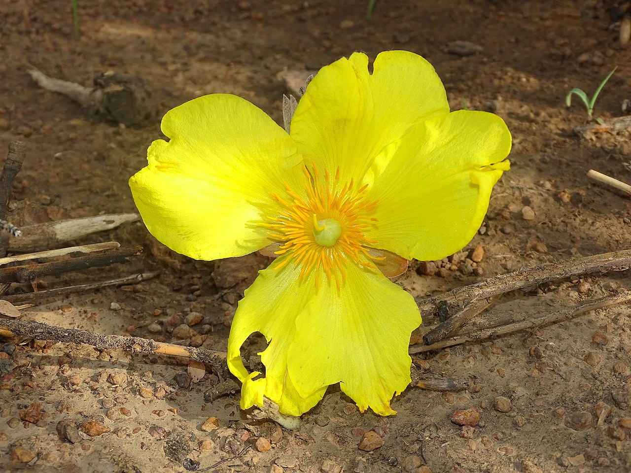 Cochlospermum tinctorium