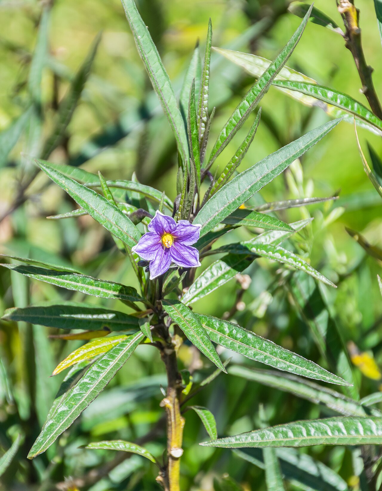 Solanum aviculare