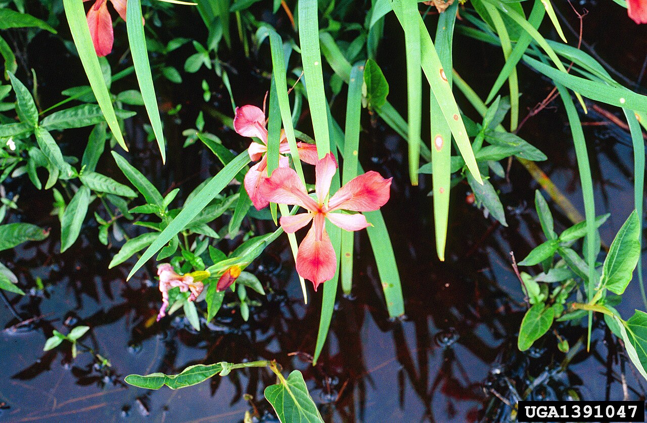 Iris fulva