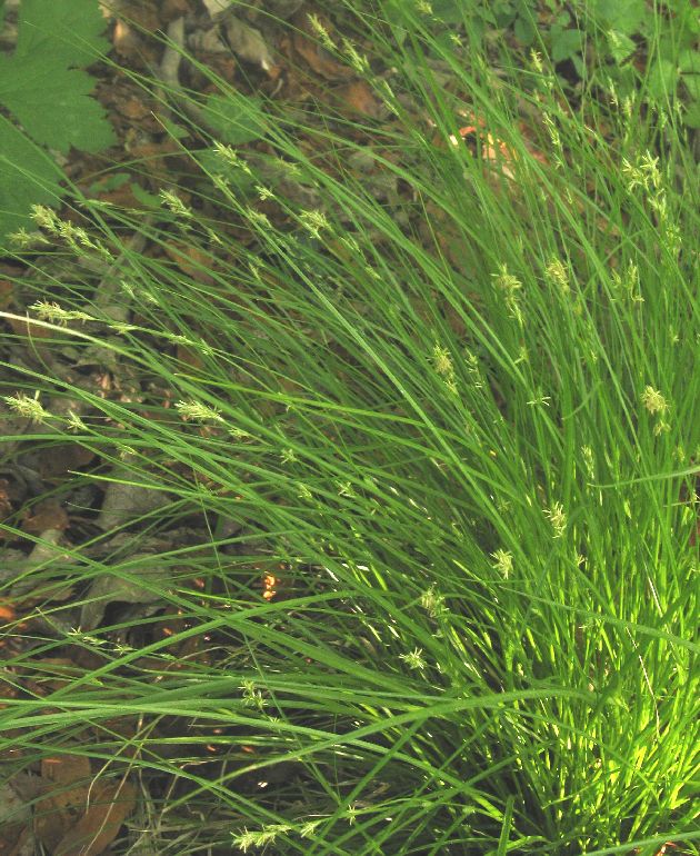 Carex remota